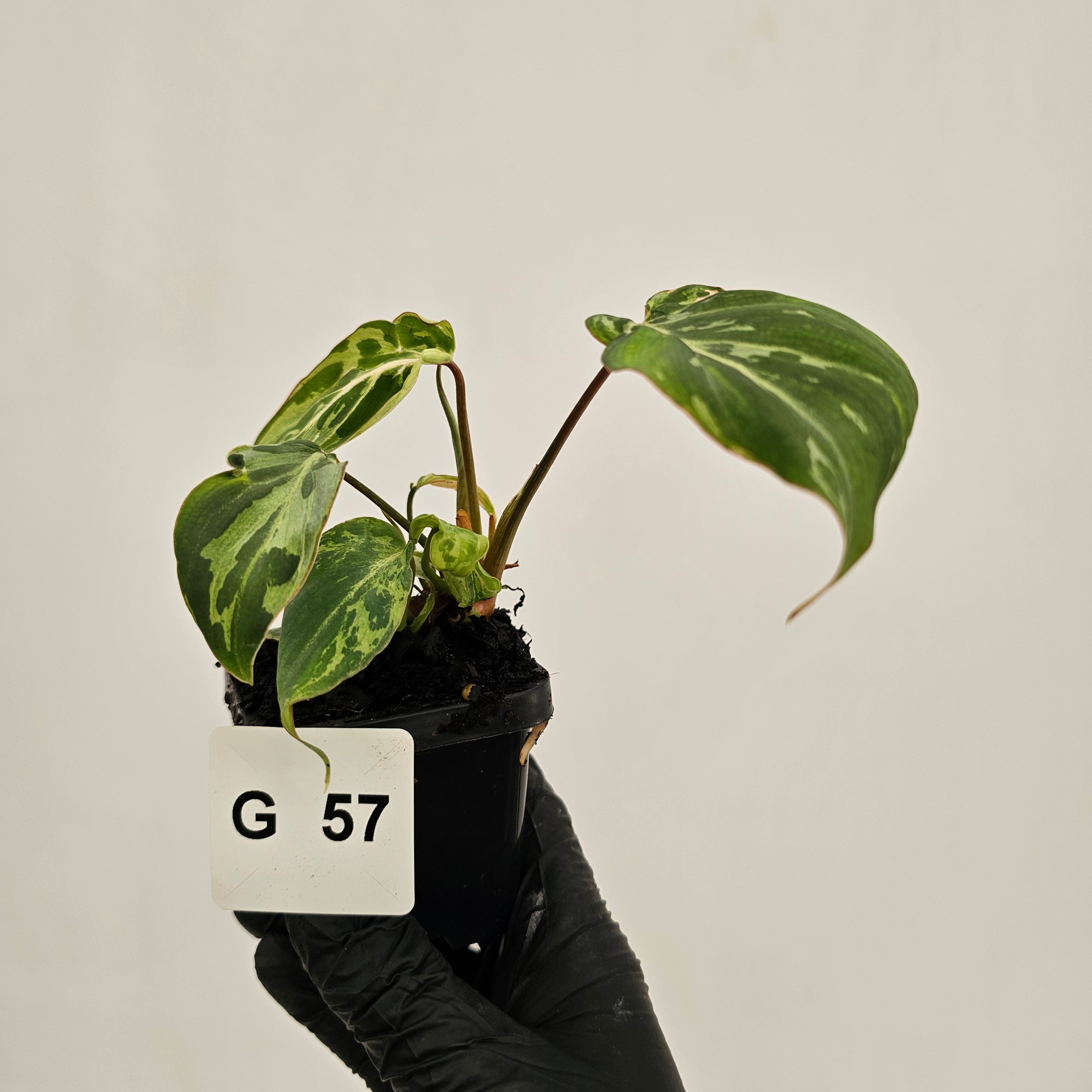 Philodendron gloriosum 'Snow Leopard'