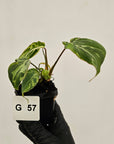 Philodendron gloriosum 'Snow Leopard'