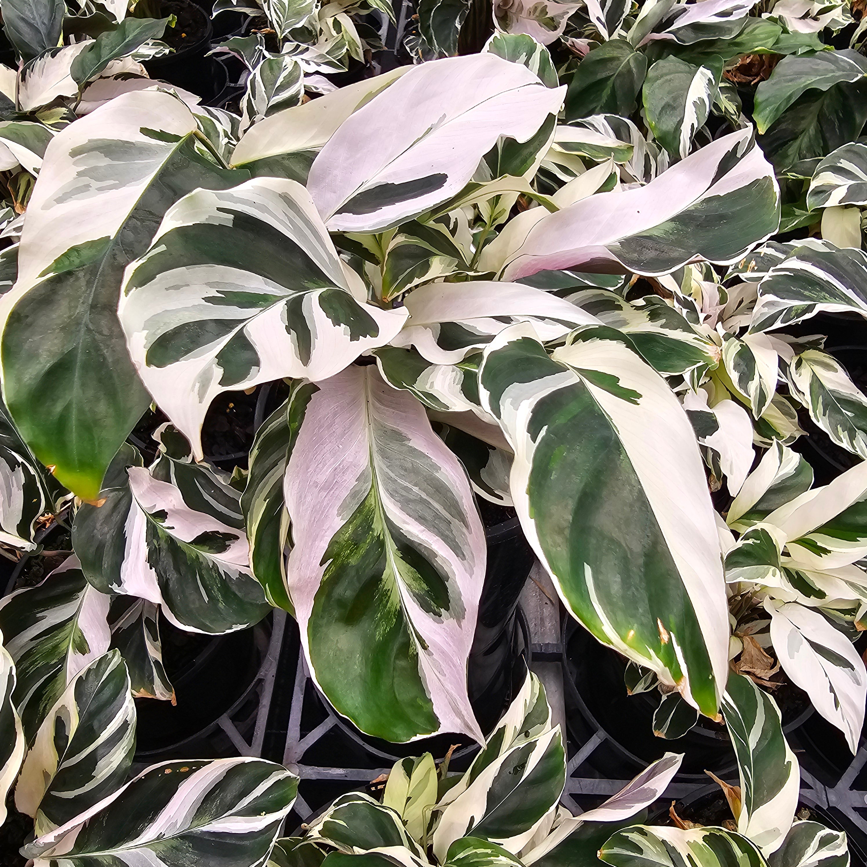 Calathea louisaue 'White Fusion'