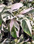 Calathea louisaue 'White Fusion'