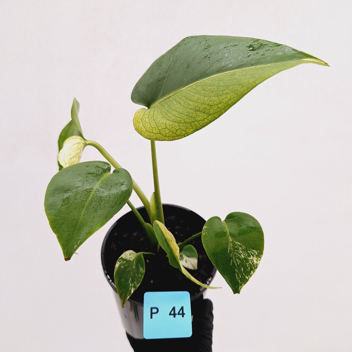 Monstera Deliciosa 'White Monster'