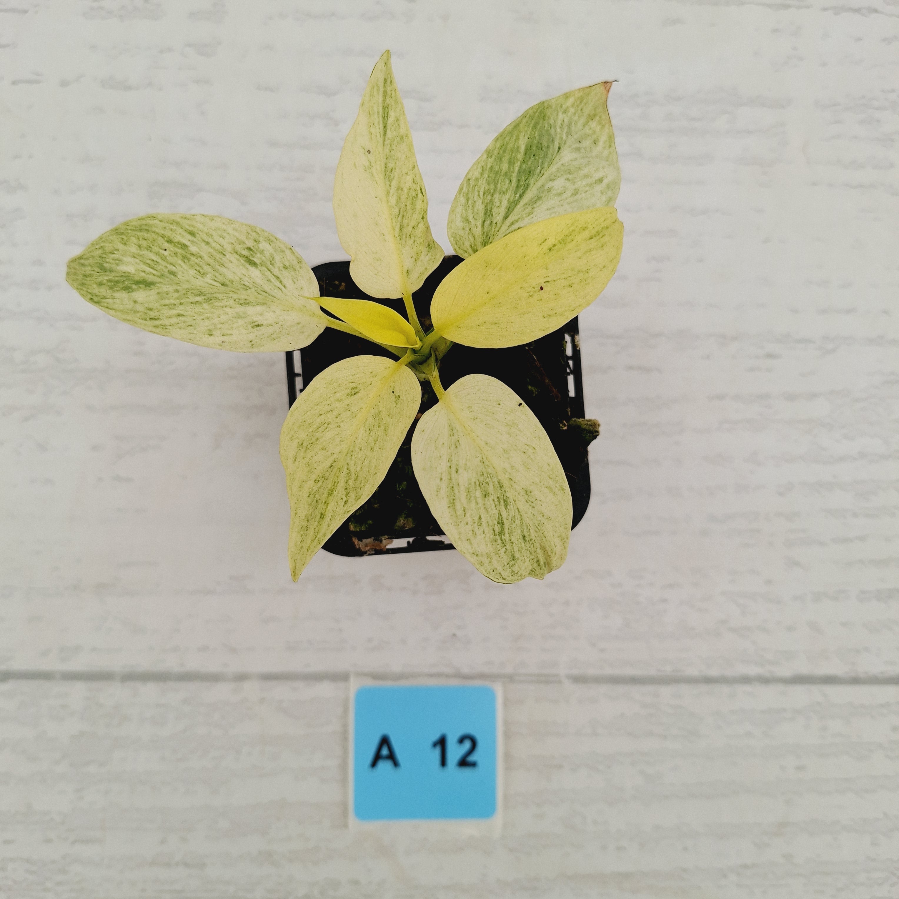 Homalomena sulcata ‘Cream Frost’ - SALE