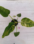 Philodendron giganteum Blizzard - SALE