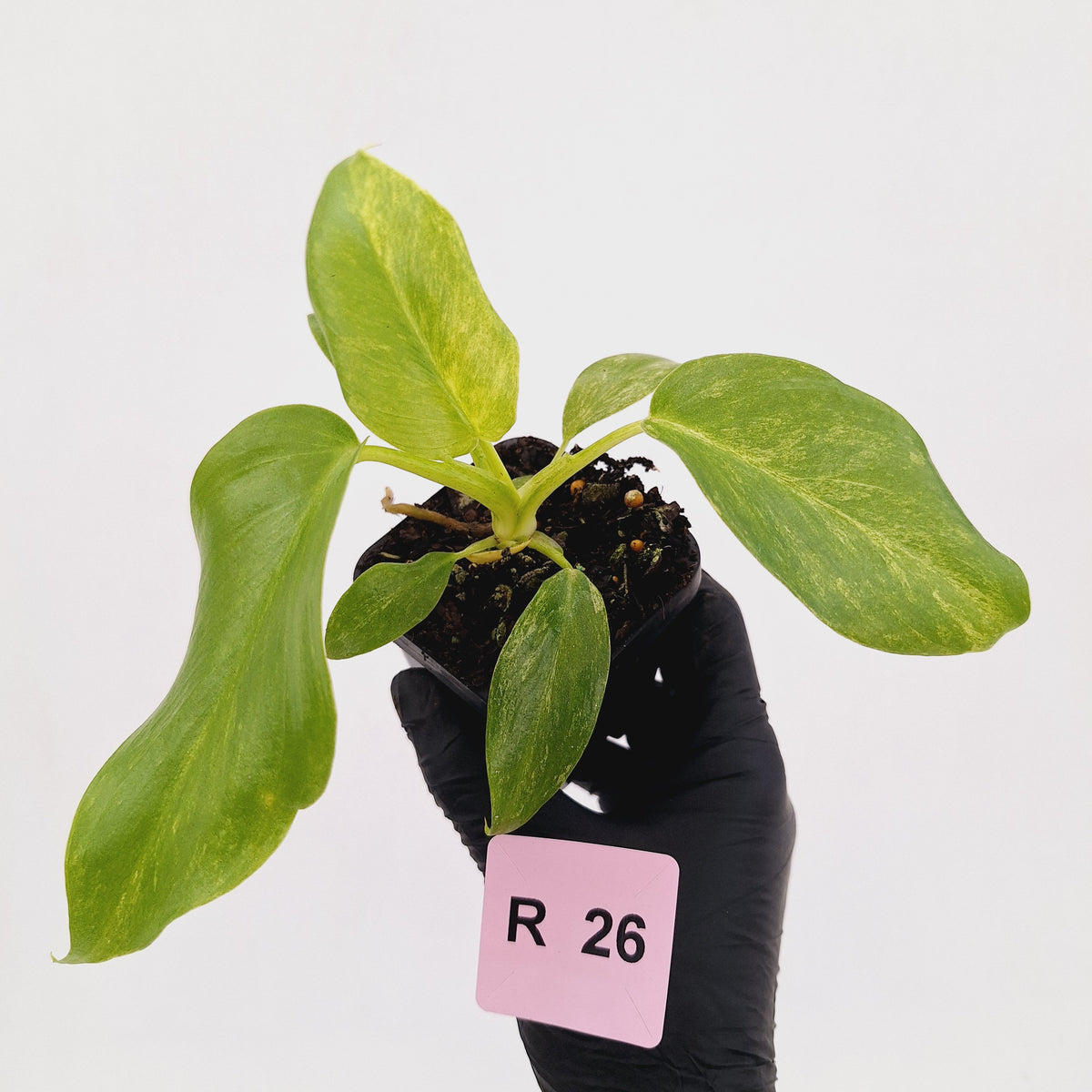 Philodendron giganteum Blizzard - SALE