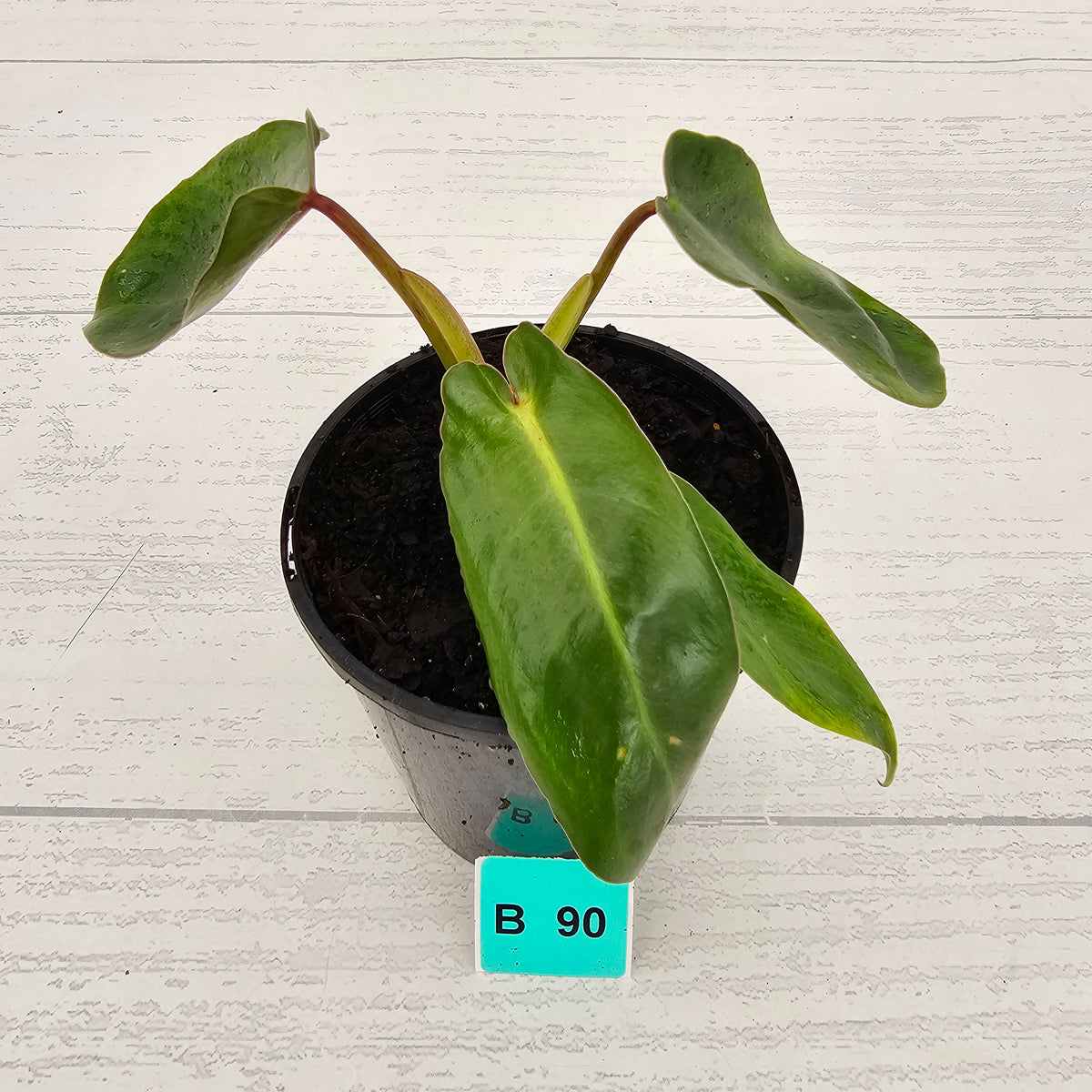Philodendron spiritus-sancti