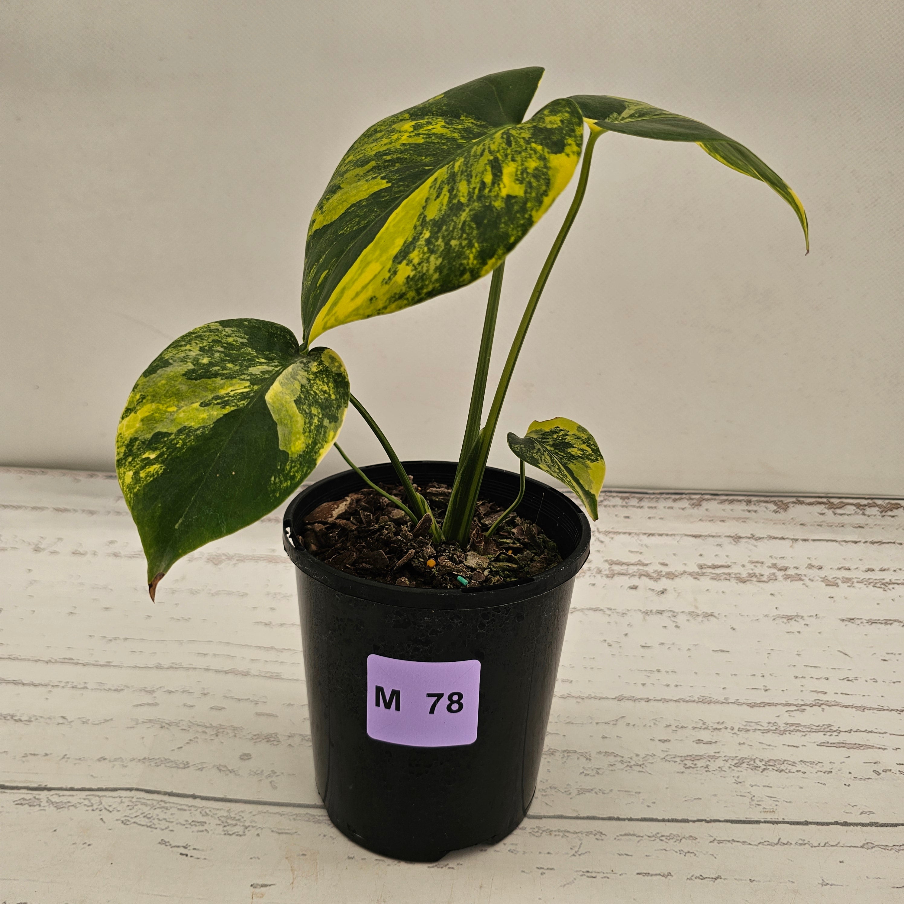 Monstera deliciosa Aurea 'Yellow Marilyn'