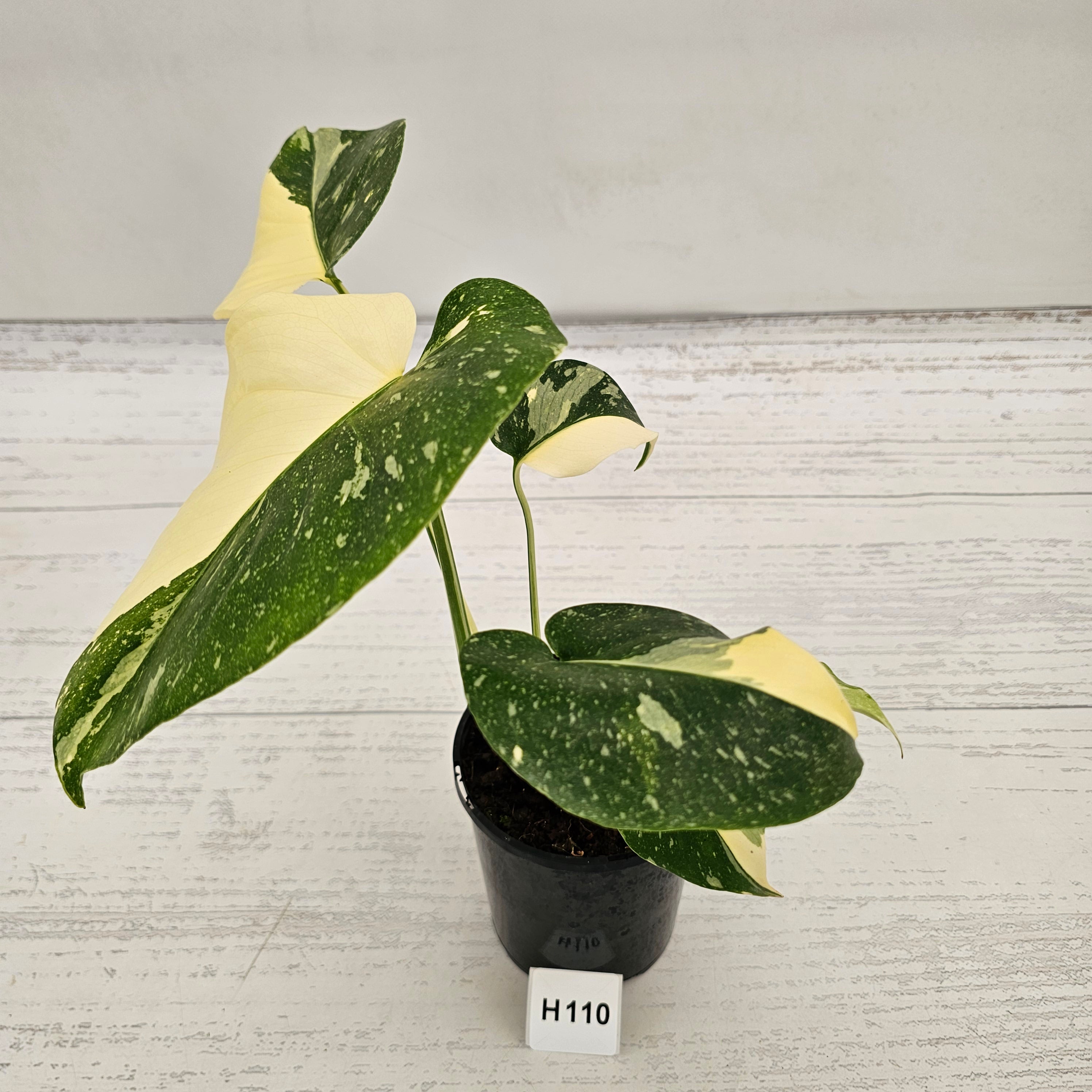 Monstera deliciosa Thai Constellation