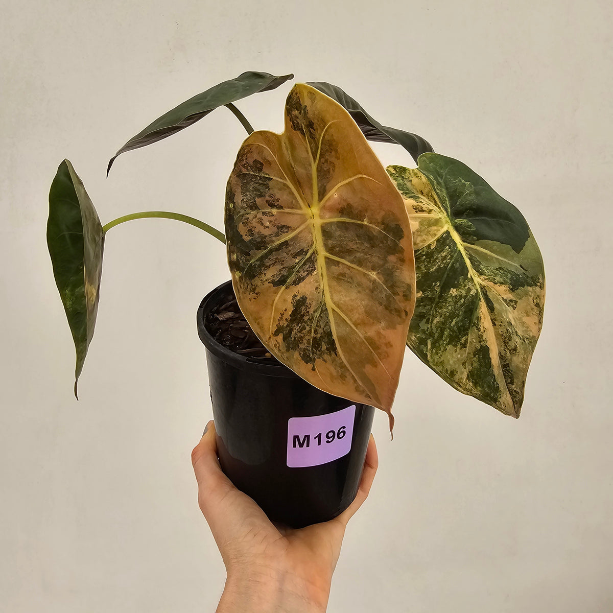 Alocasia ‘wentii’ Variegated - Sale