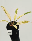 Philodendron serratum Caramel Marble Albo