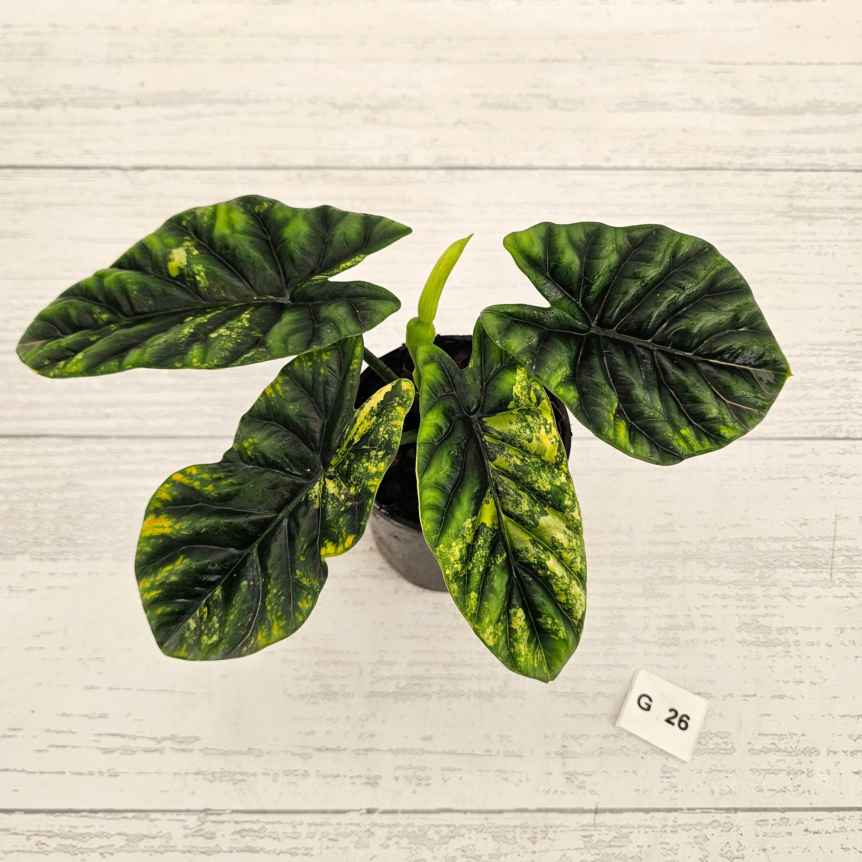 Alocasia sinuata Variegata