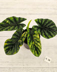 Alocasia sinuata Variegata
