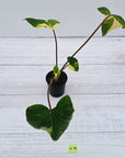 Homalomena rubescens Variegata