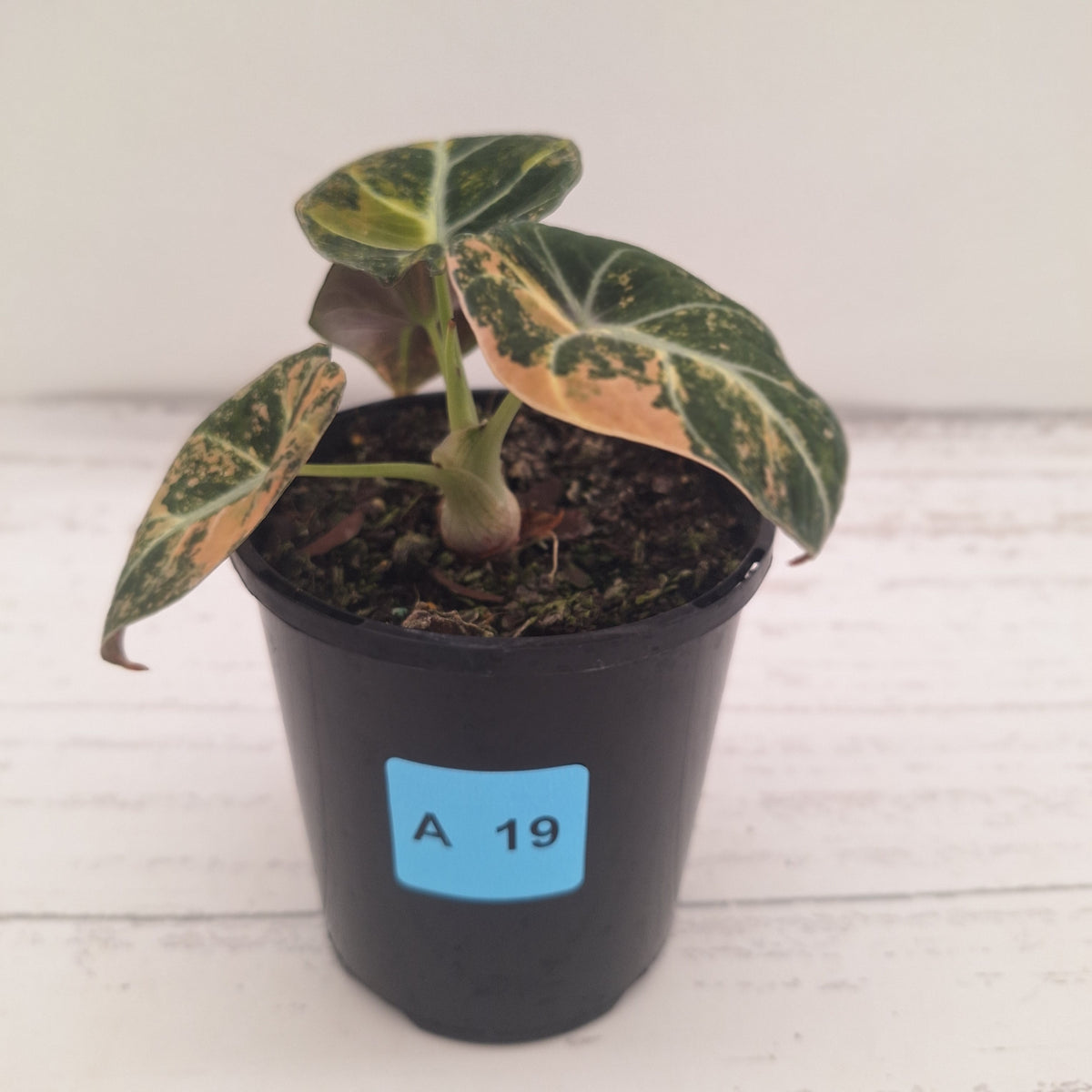 Alocasia reginula 'Black Velvet variegata'