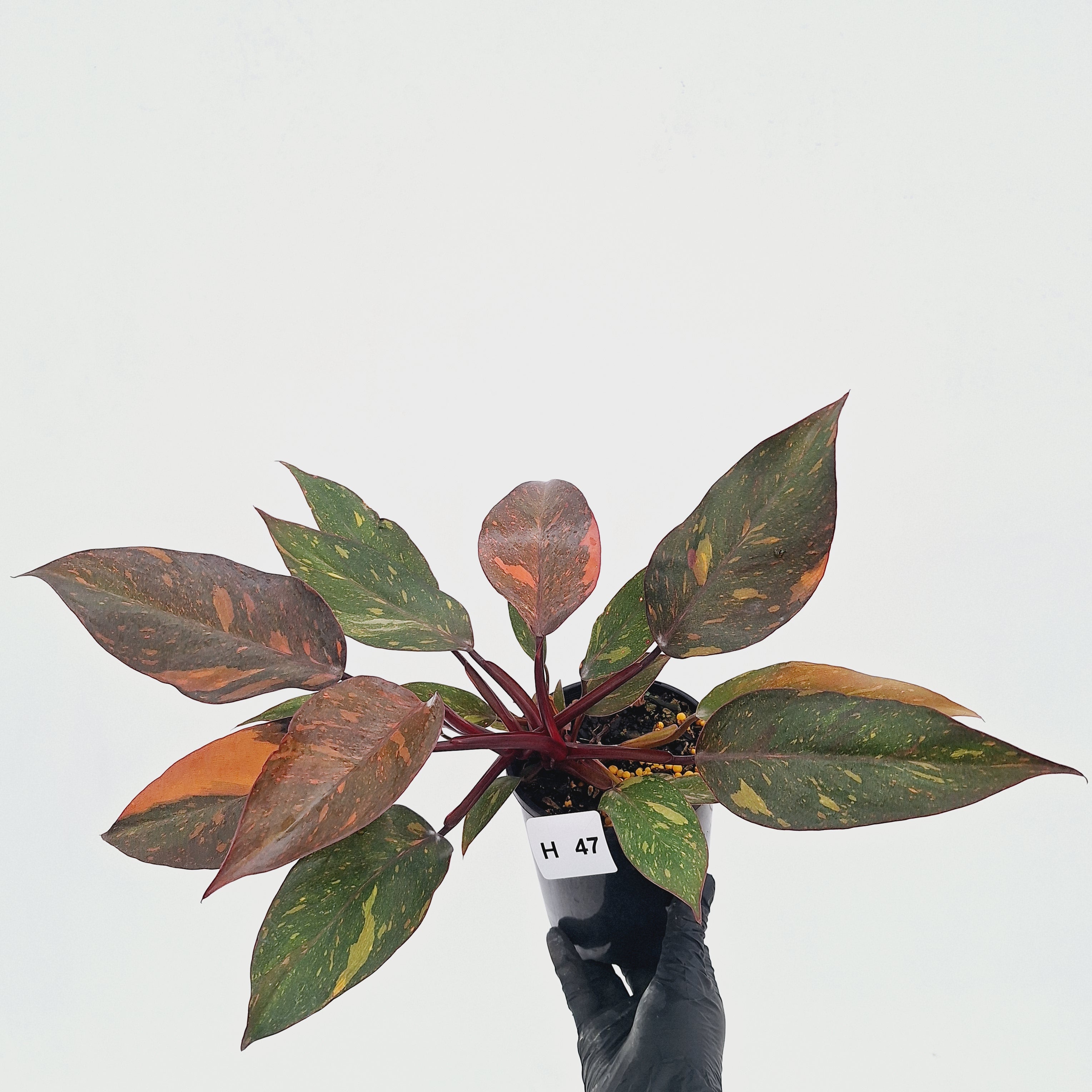 Philodendron 'Orange Princess' - FLASH SALE