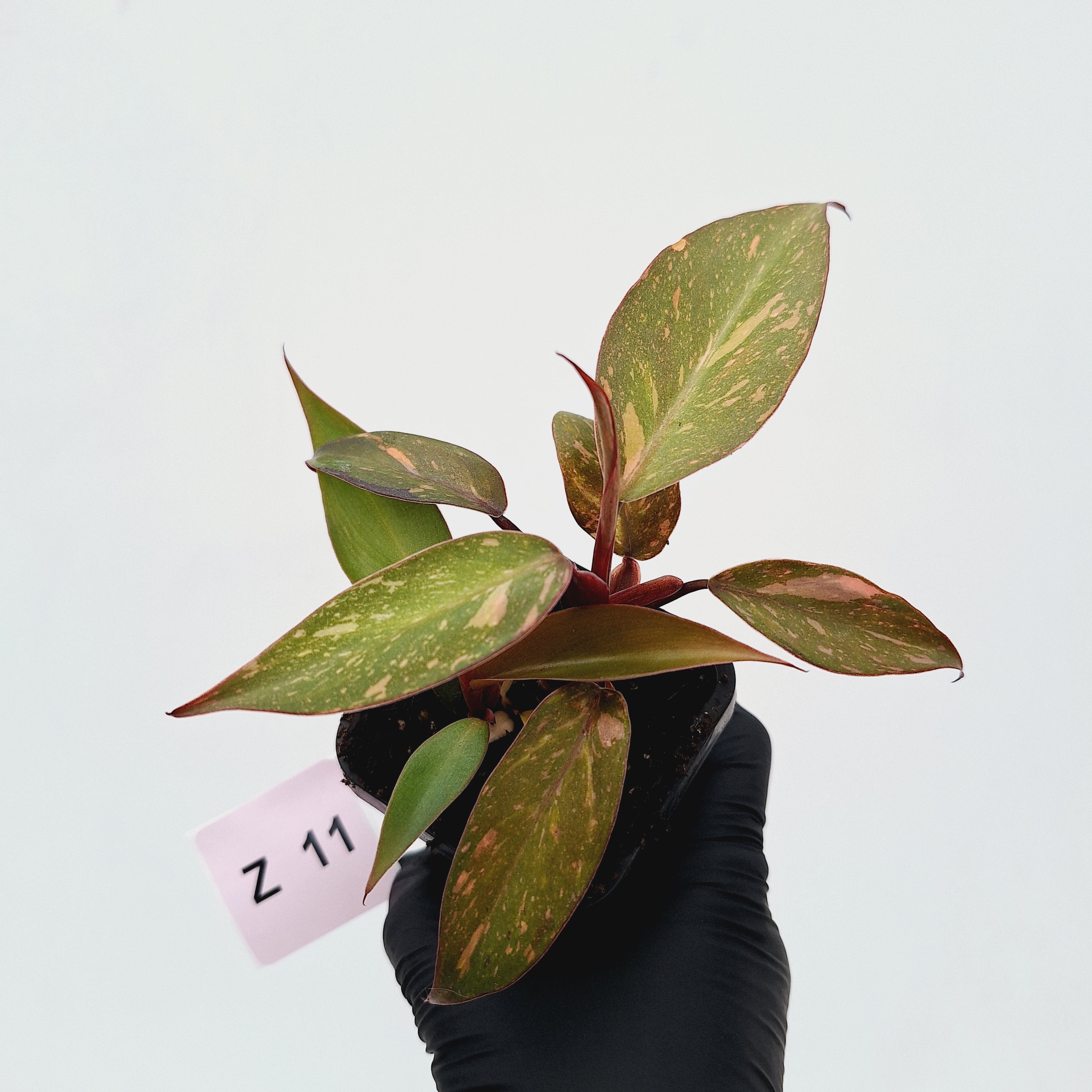 Philodendron &#39;Orange Princess&#39;