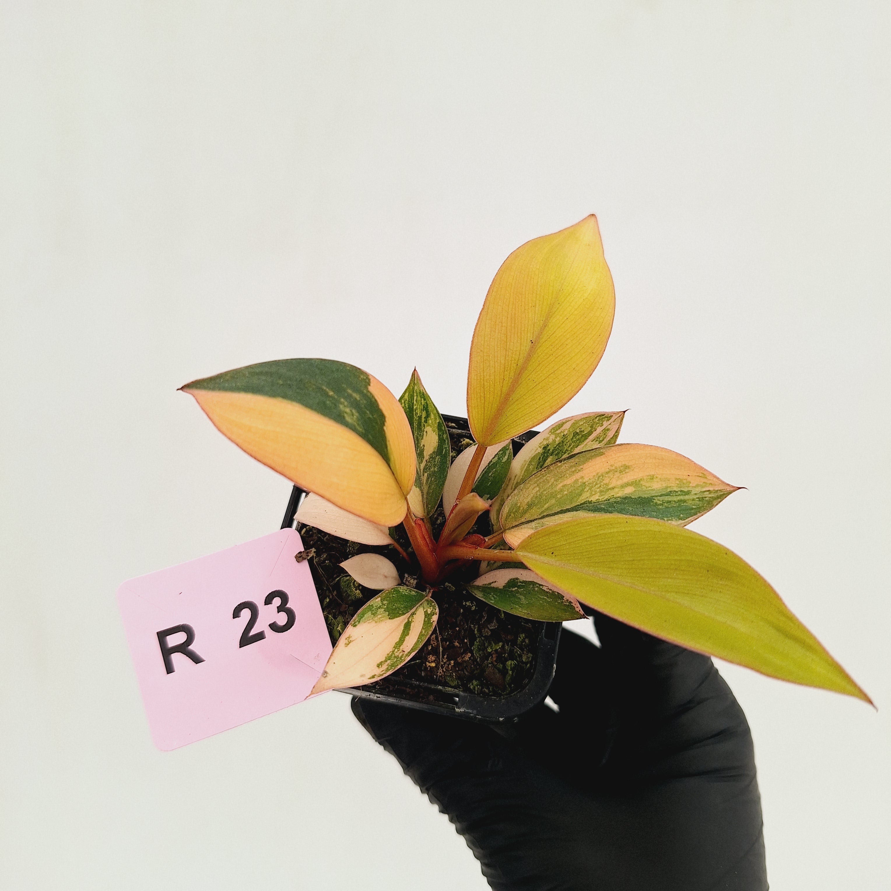 Philodendron 'Rojo Congo Variegated' 70mm