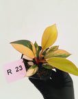 Philodendron 'Rojo Congo Variegated' 70mm
