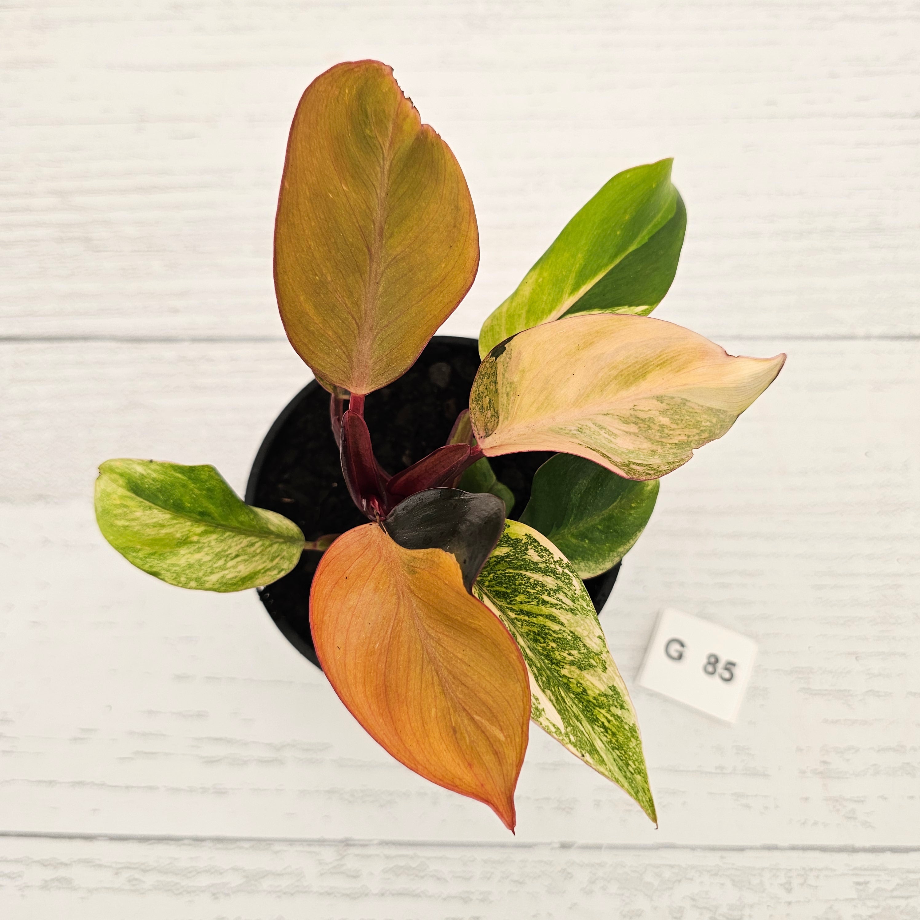 Philodendron 'Orange Princess' Sport