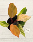 Philodendron 'Orange Princess' Sport