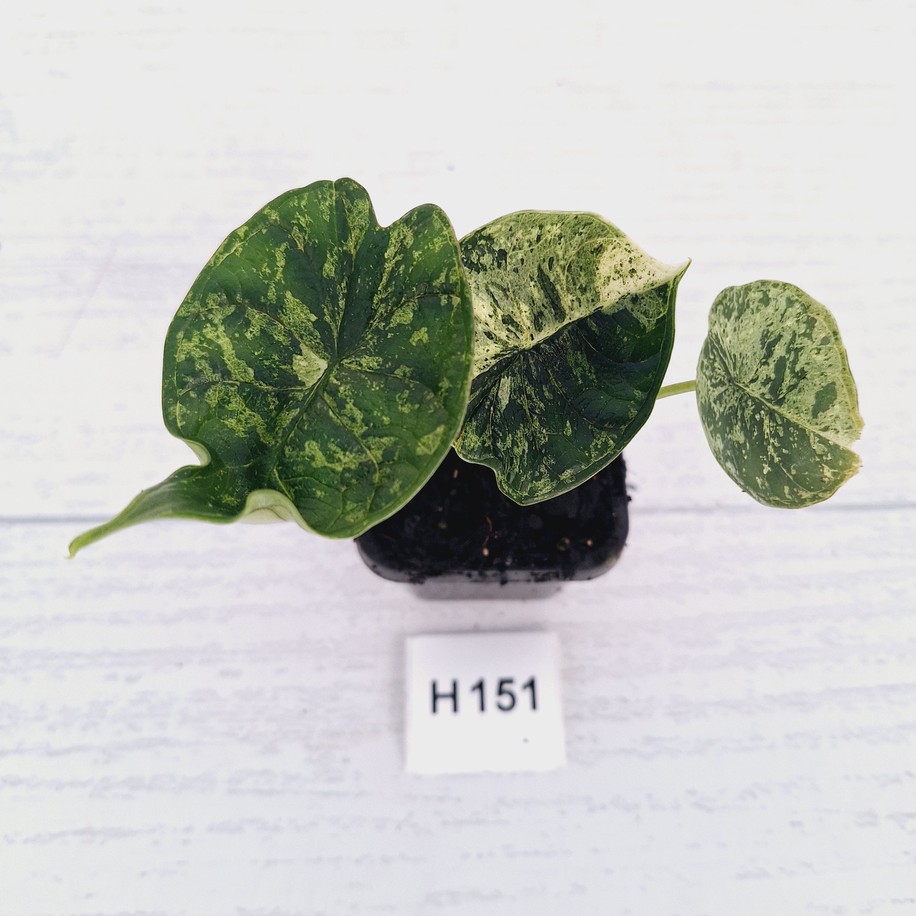 Alocasia baginda ‘Dragon Scale Mint'