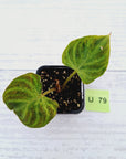 Philodendron verrucosum Variegata