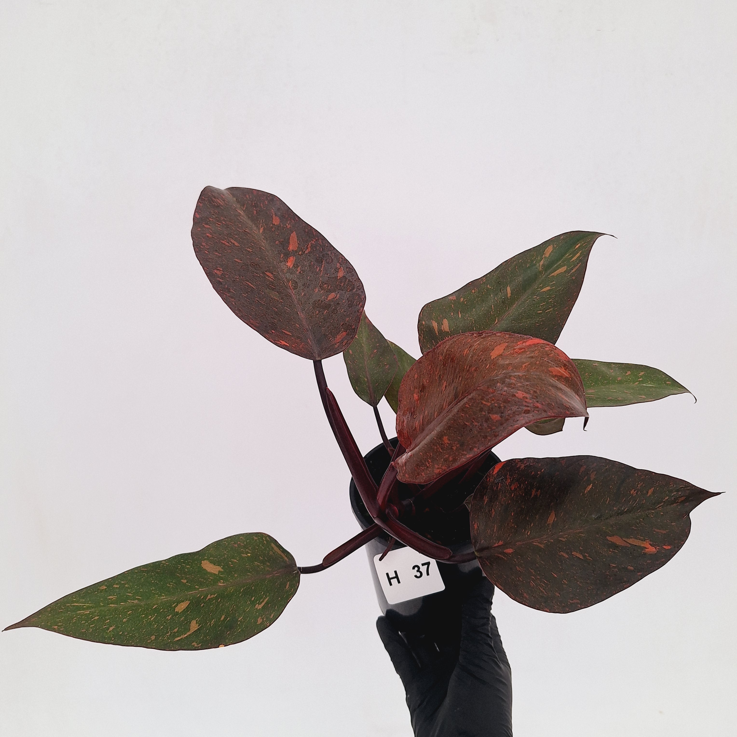 Philodendron 'Orange Princess' - FLASH SALE