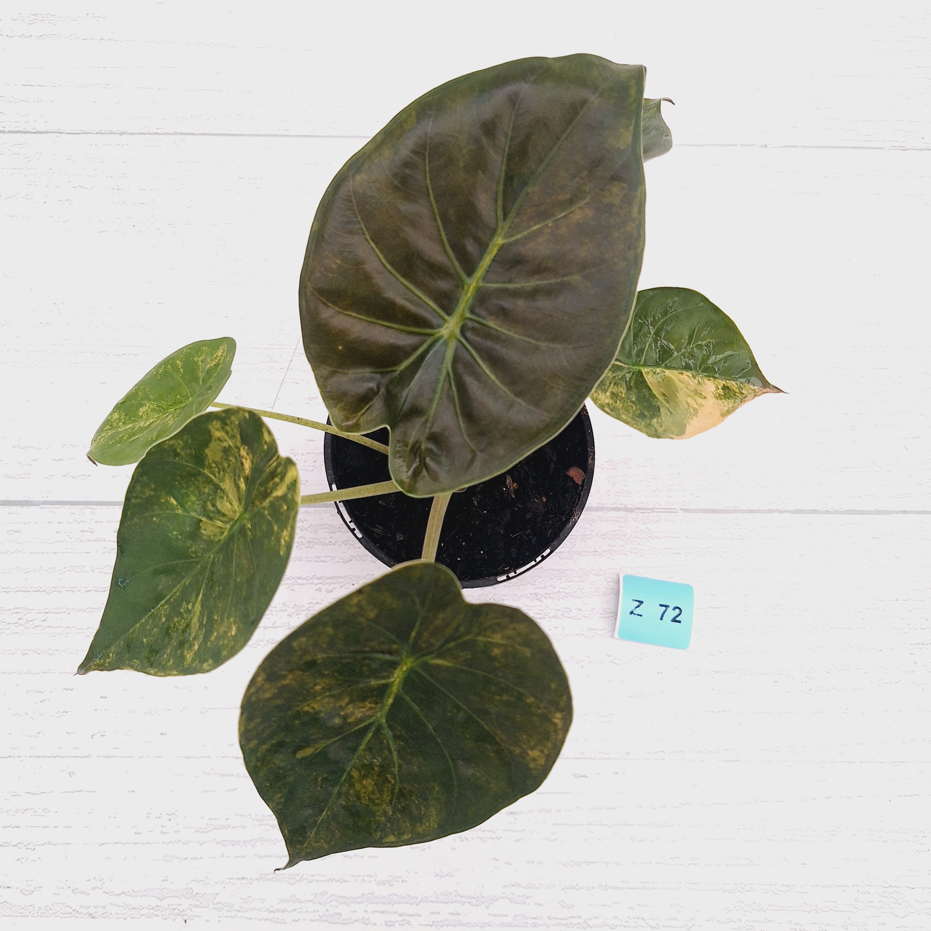 Alocasia ‘wentii’ Variegated - Sale