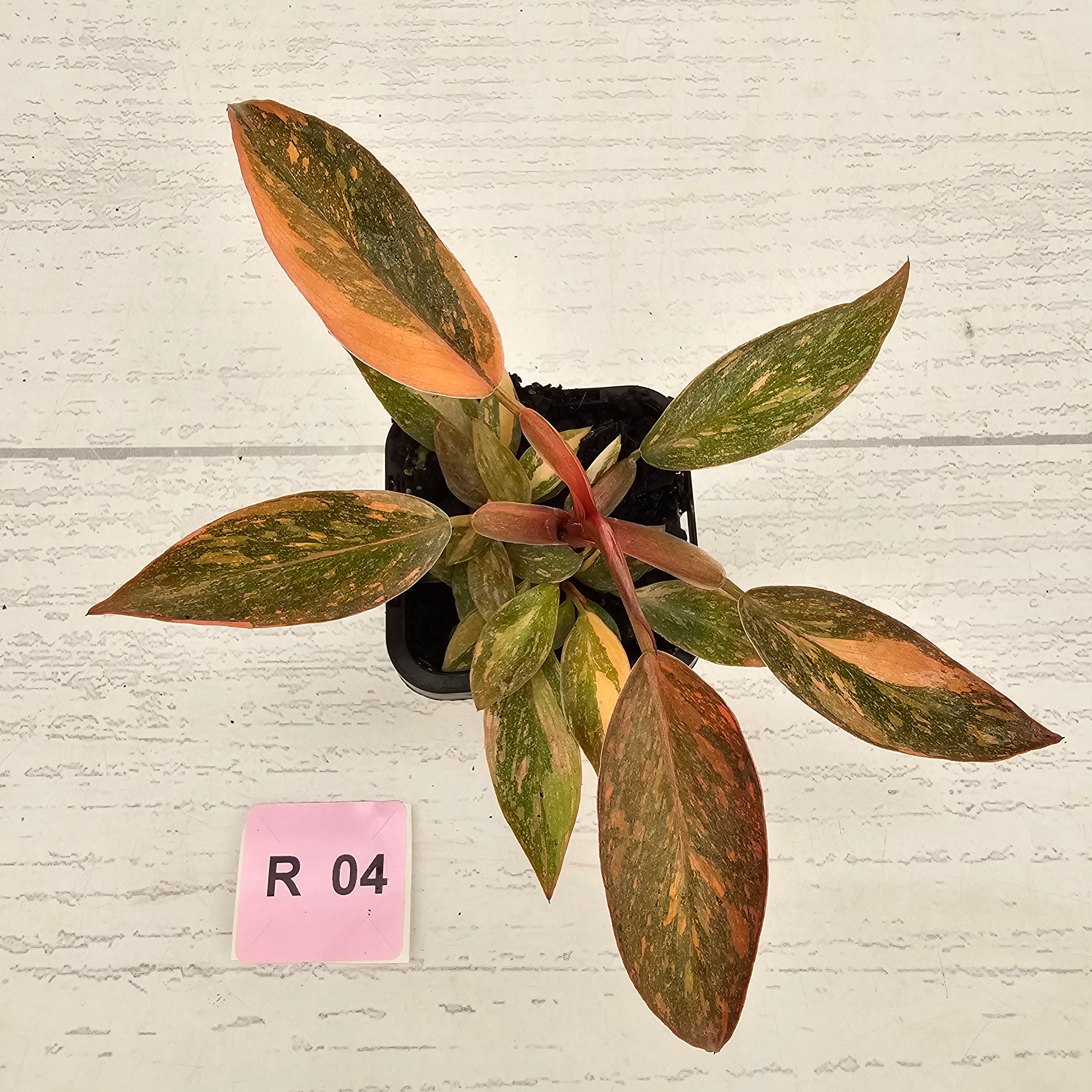 Philodendron 'Orange Princess' 70mm