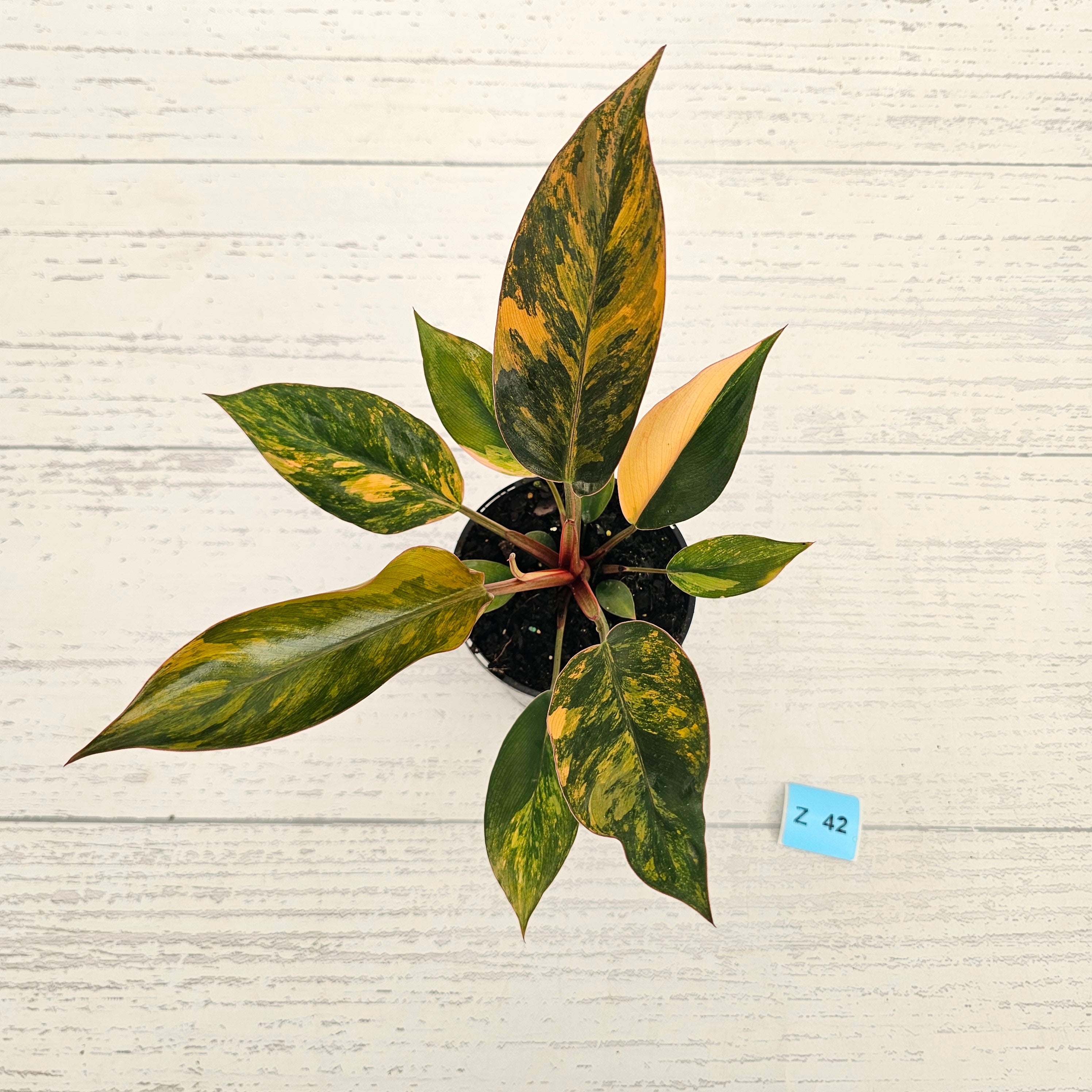 Philodendron 'Rojo Congo Variegated' 125mm