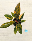 Philodendron 'Rojo Congo Variegated' 125mm