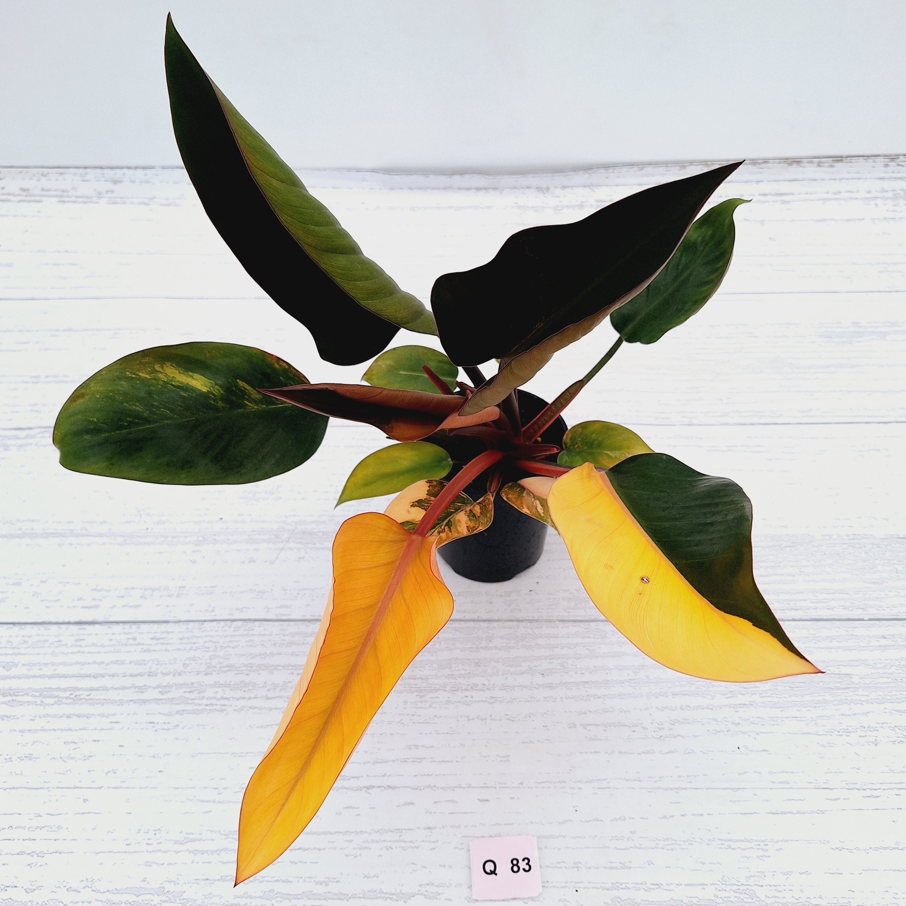 Philodendron &#39;Rojo Congo Variegated&#39;