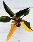 Philodendron 'Rojo Congo Variegated'