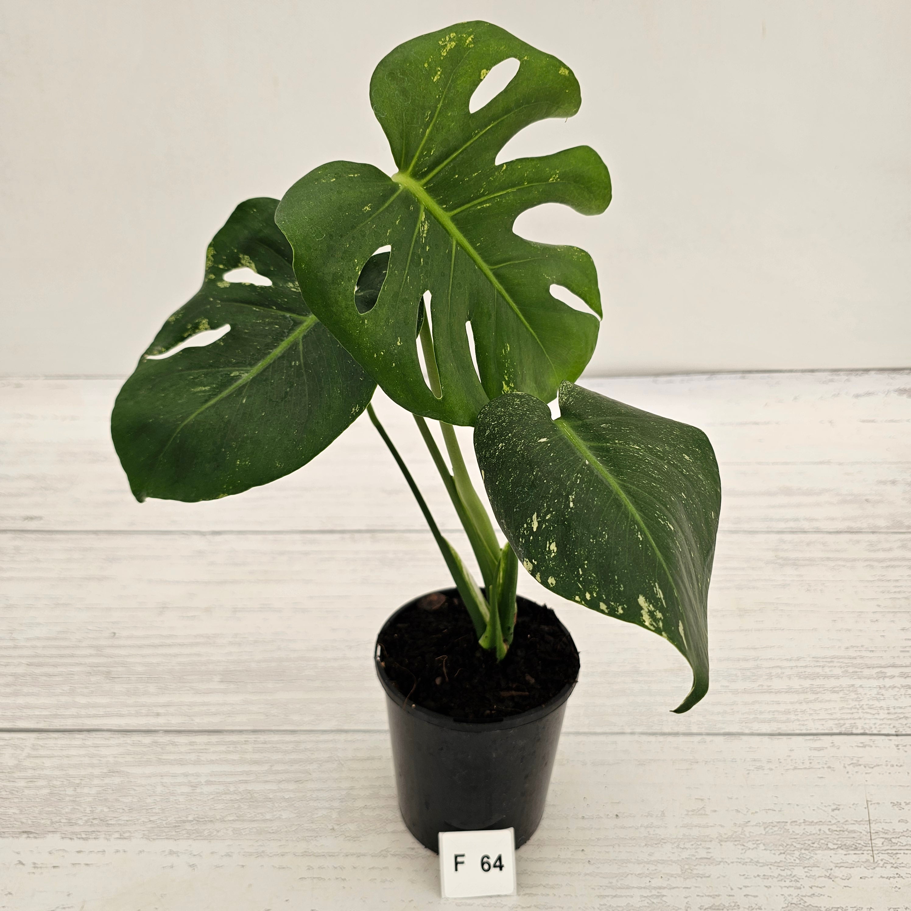 Monstera Deliciosa 'Mint' – Enliven Plants