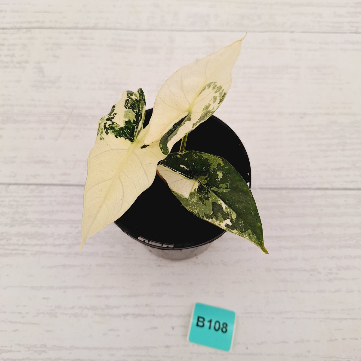 Alocasia ‘Simpo Albo’ Variegata - SALE