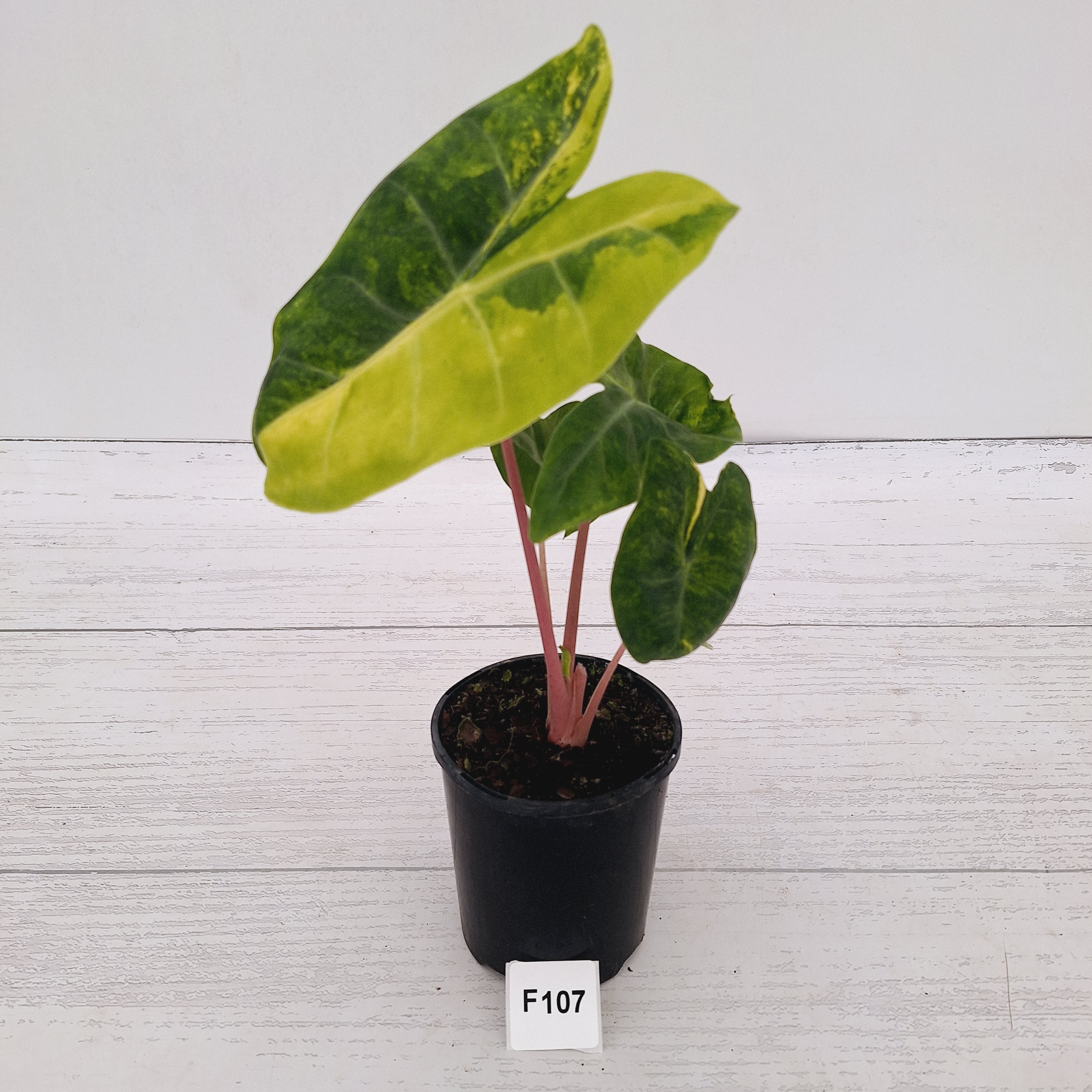 Alocasia 'Morocco' Variegated - SALE