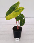 Alocasia 'Morocco' Variegated - SALE