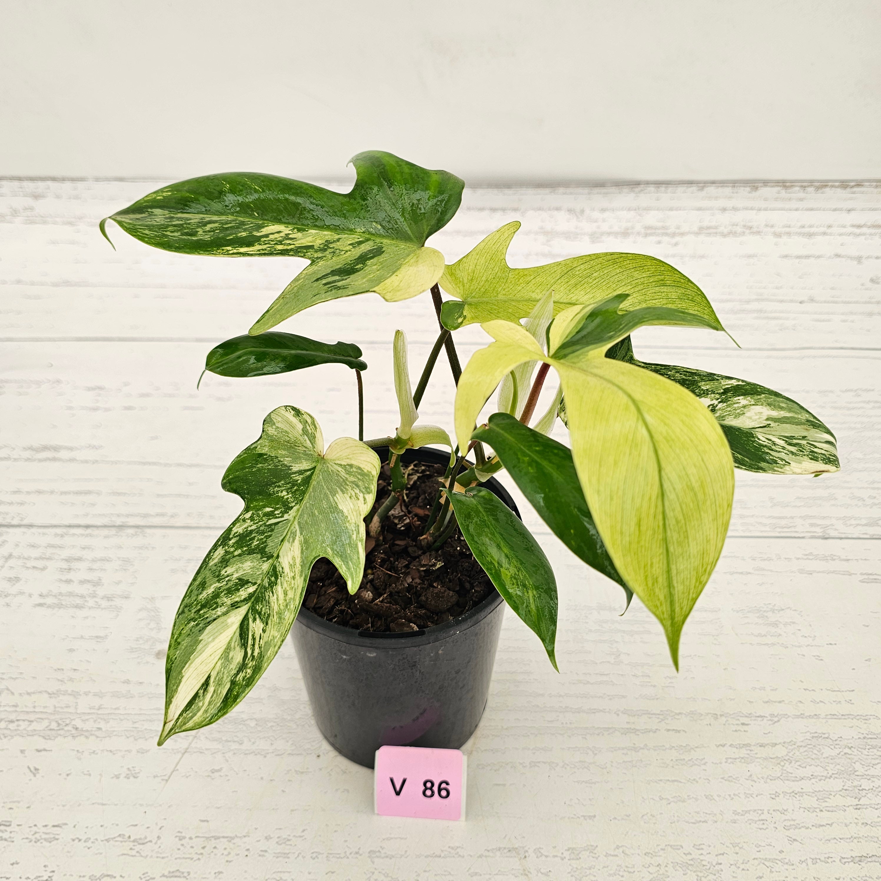 Philodendron pedatum 'Florida Beauty'