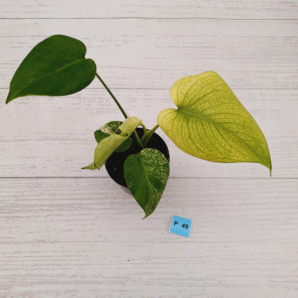 Monstera Deliciosa 'White Monster'
