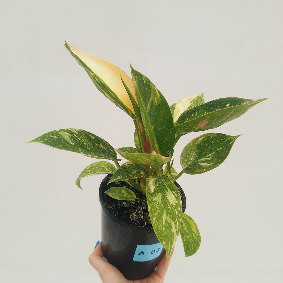 Philodendron Green Congo Variegata (Nuclear)