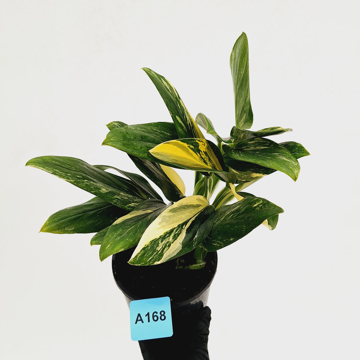 Monstera standleyana 'Cobra' - SALE