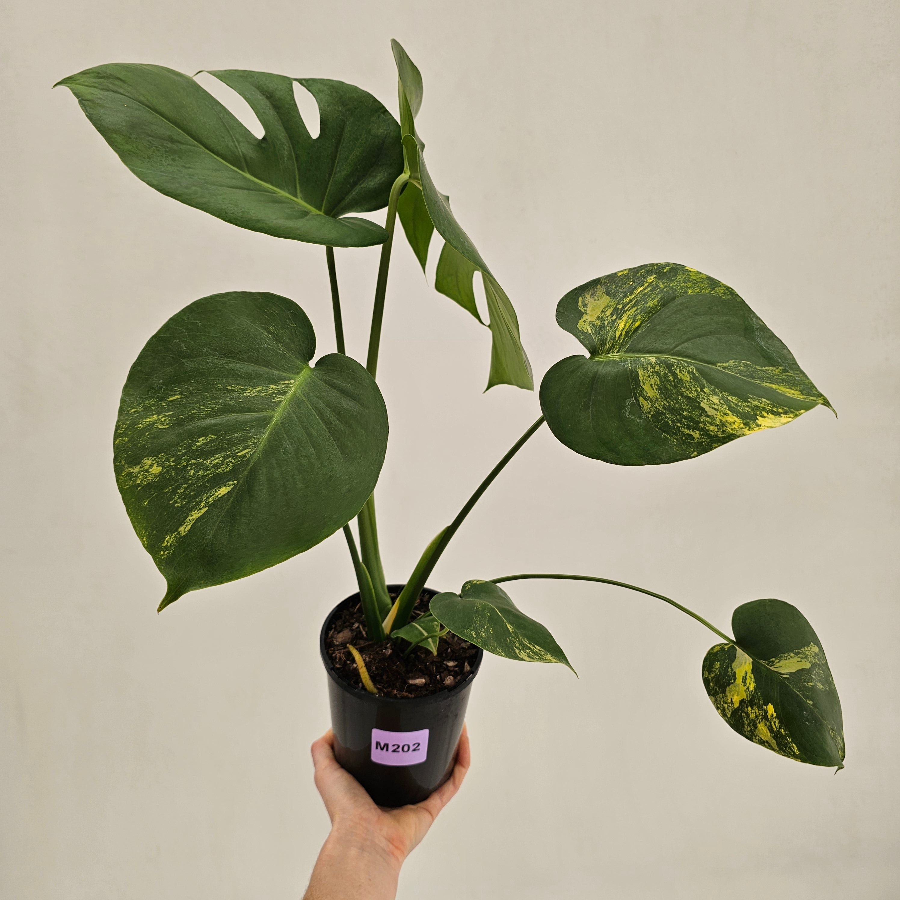 Monstera deliciosa Variegata