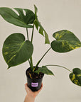 Monstera deliciosa Variegata