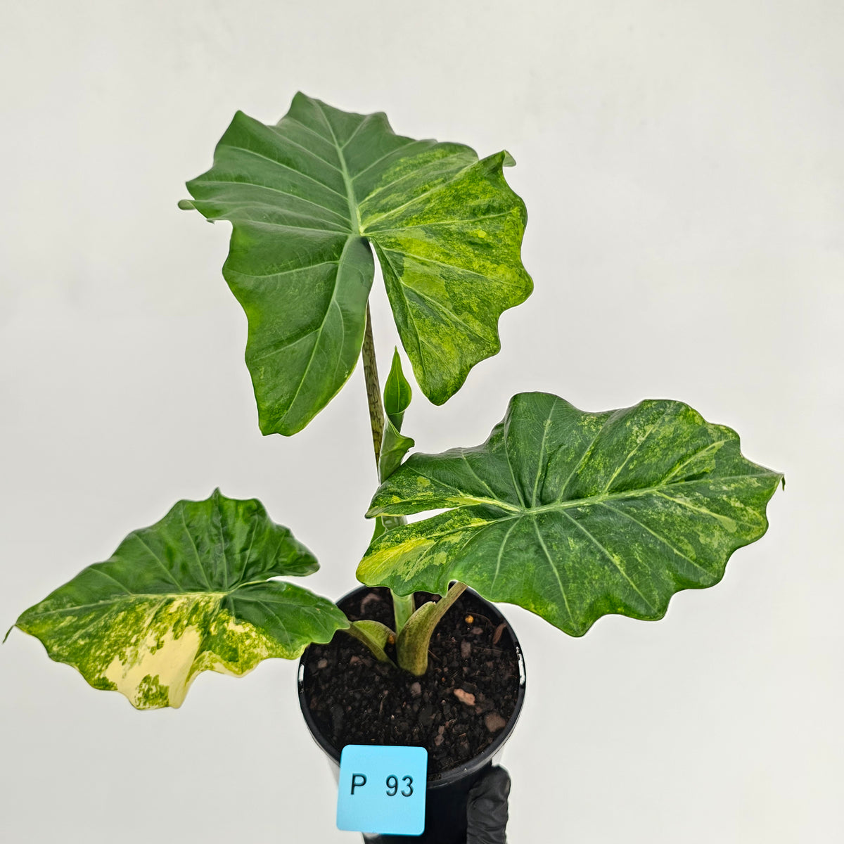 Alocasia Portora Variegata - SALE