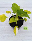 Philodendron warscewiczii Gold Variegata
