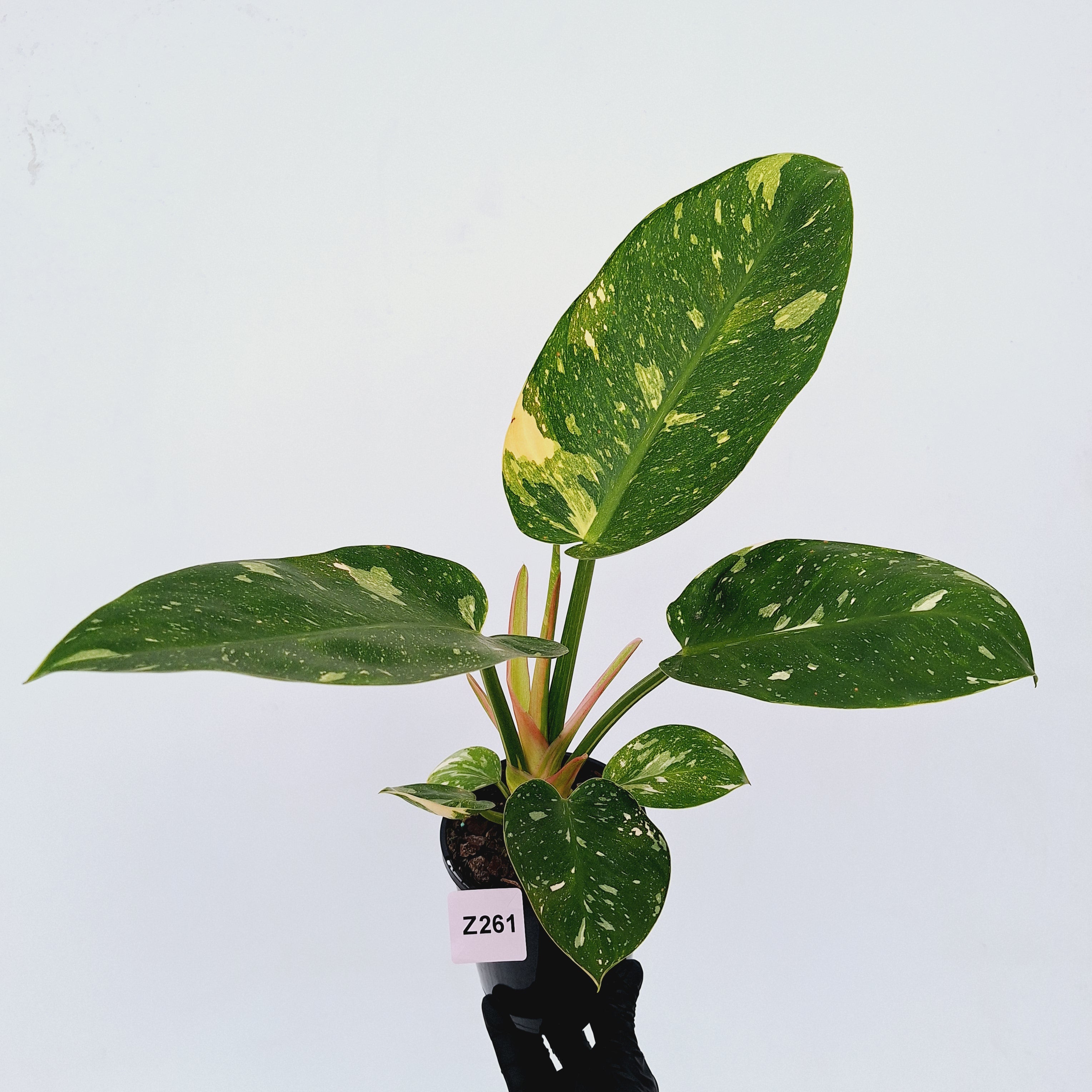 Philodendron Green Congo Variegata (Nuclear)