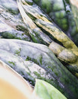 Monstera karstenianum Peru Variegata - Bare Bottom Baby