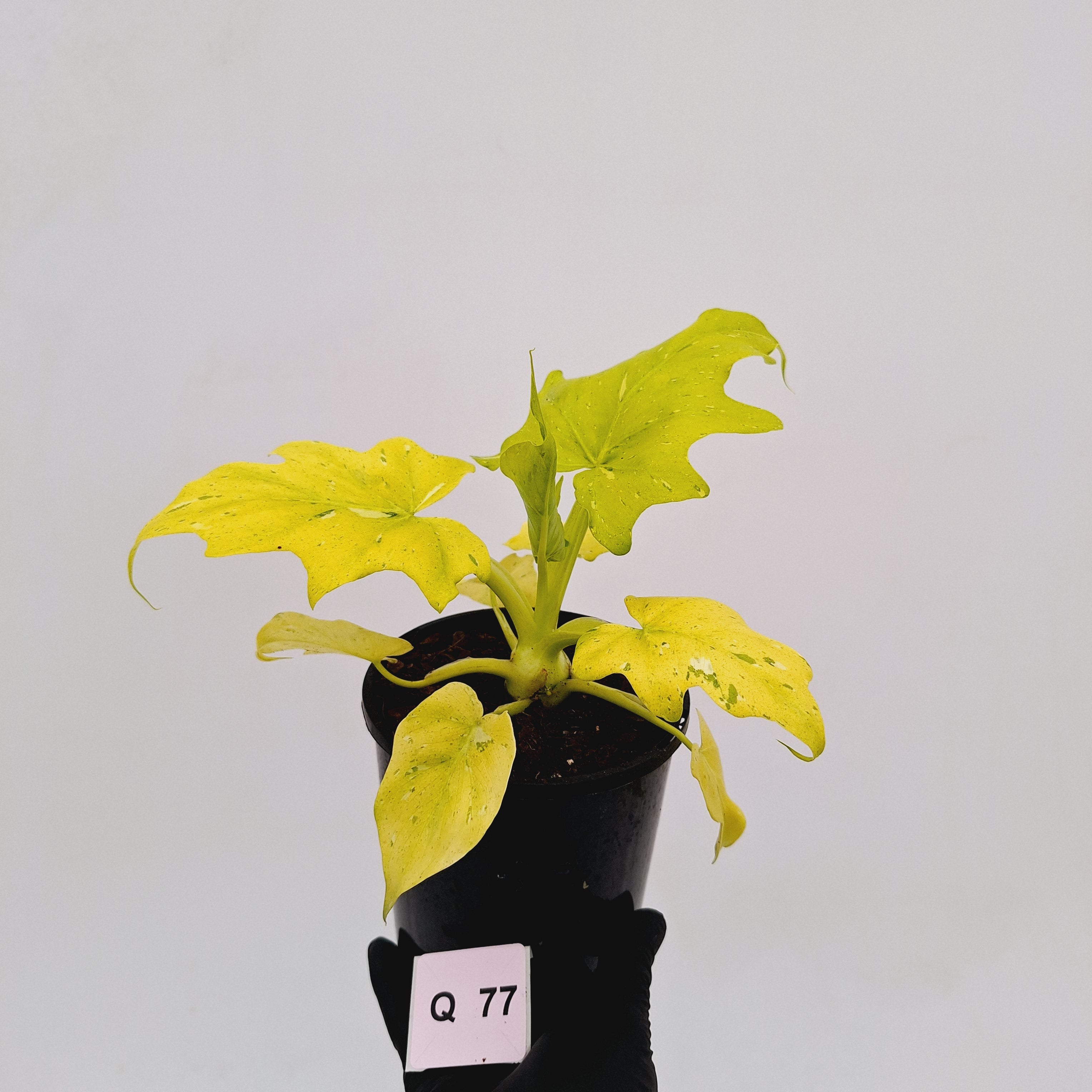 Philodendron warscewiczii Gold Variegata
