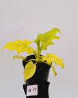 Philodendron warscewiczii Gold Variegata