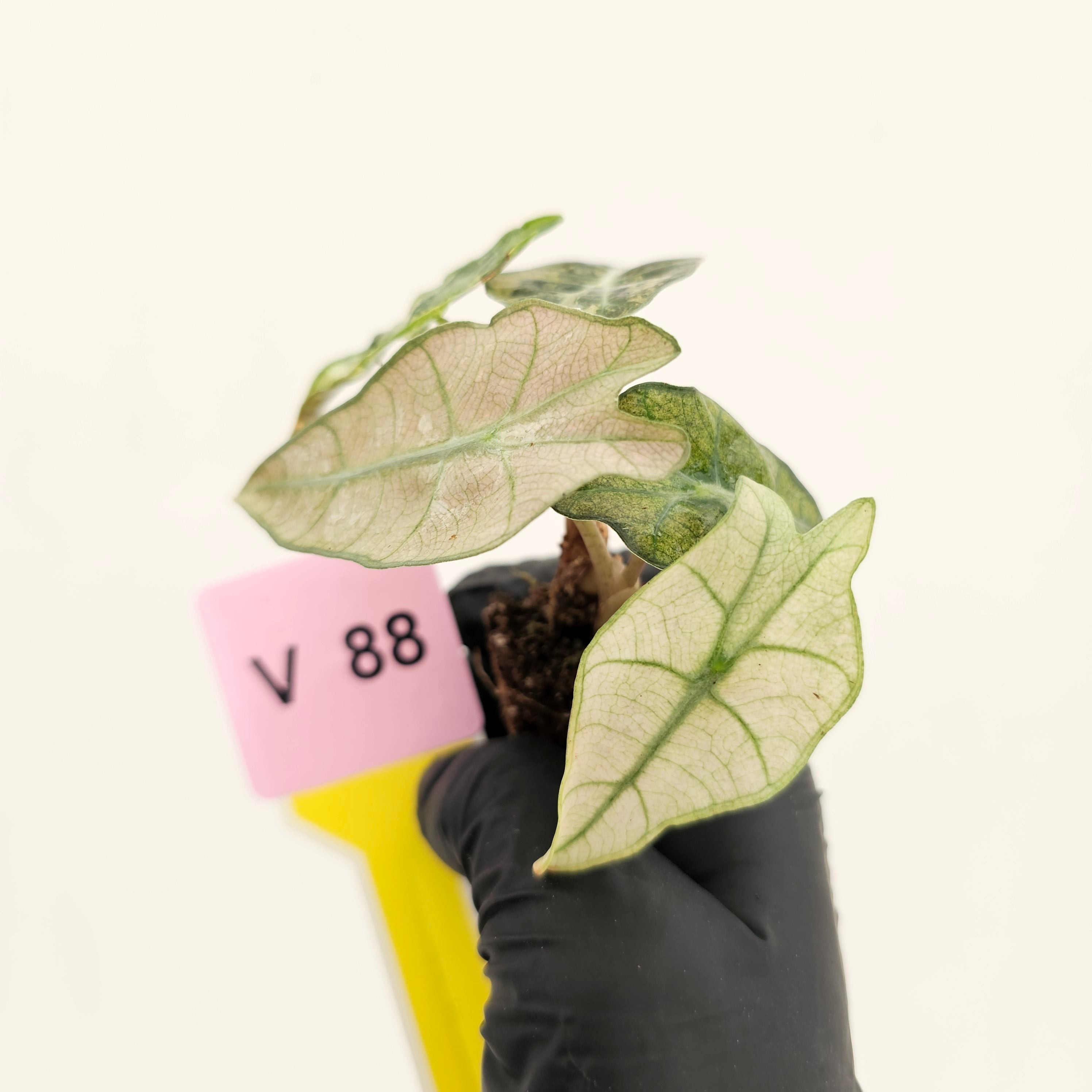 Alocasia Polly Variegata