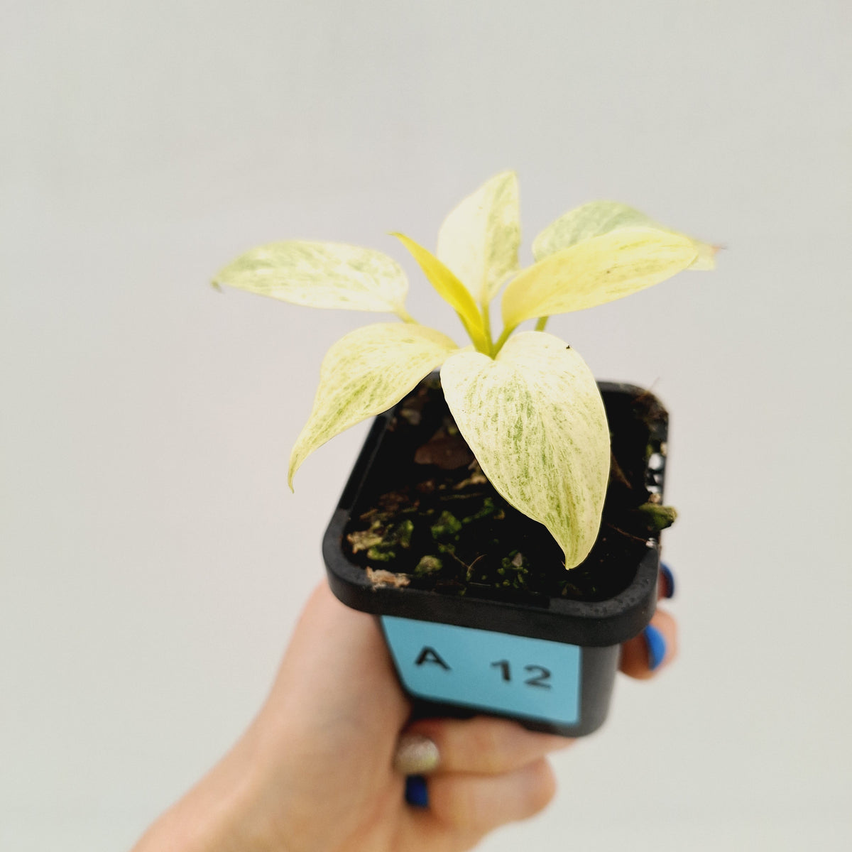 Homalomena sulcata ‘Cream Frost’ - SALE